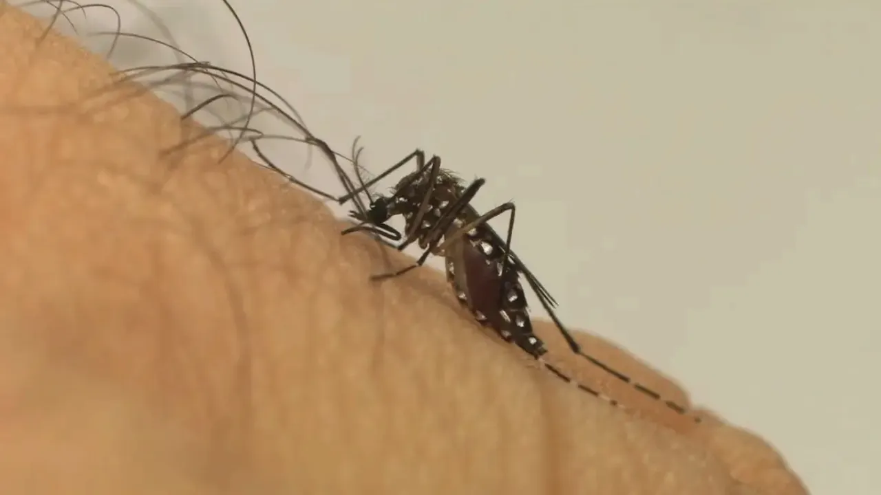 Dengue já registra números históricos em 2024