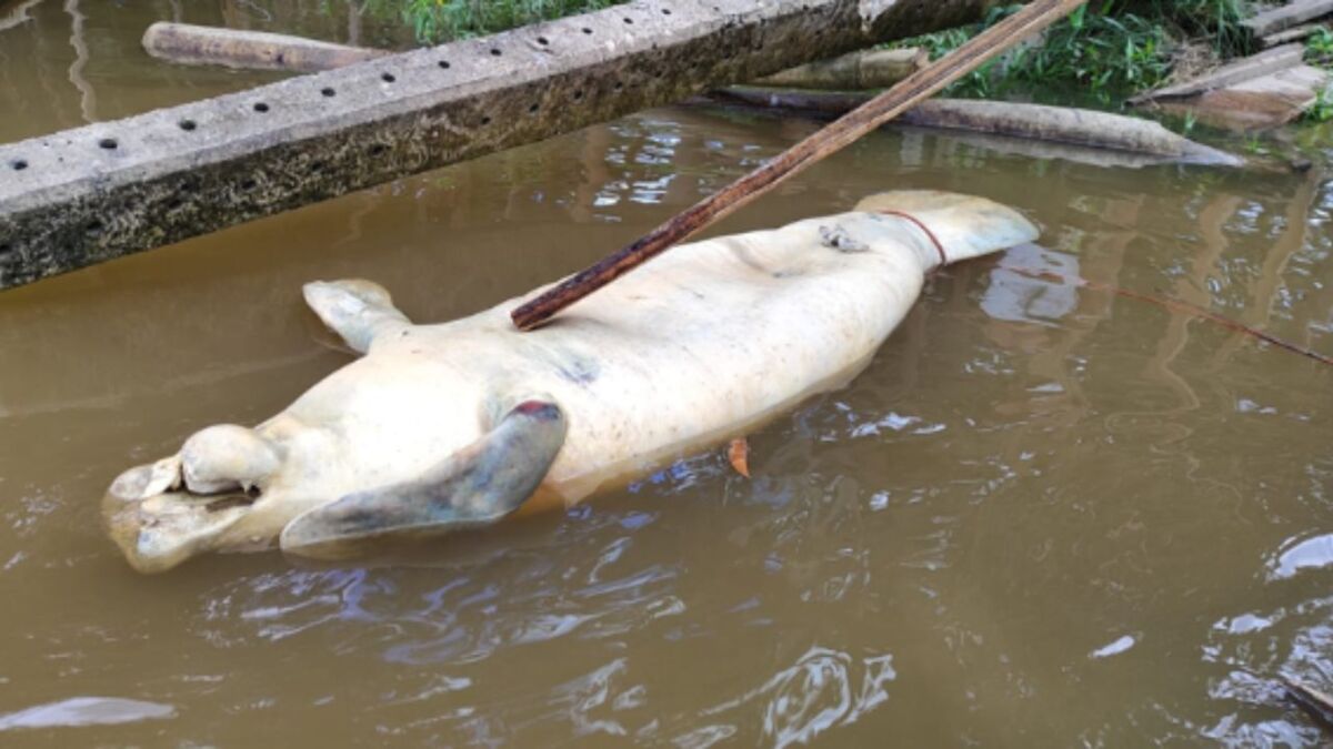 Peixe-boi morre após naufrágio de balsa em Muaná