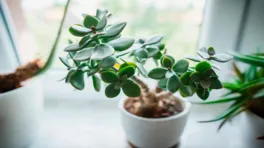A planta Jade pode ser cultivada em vasos em ambientes internos