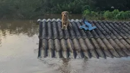 Mais de 10 mil animais foram resgatados nas enchentes do Rio Grande do Sul