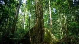 Cuidar da Amazônia e reconhecer investimentos na região é fundamental para a preservação do meio-ambiente.