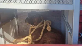 Cão que atacou aluna em escola em Goiás será levado a uma ONG