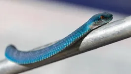 Veneno da serpente pode causar necrose e hemorragia