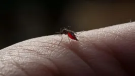 O mosquito Aedes aegypti é o principal vetor da dengue. O vírus é transmitido para humanos por meio da picada de mosquitos fêmea infectados.