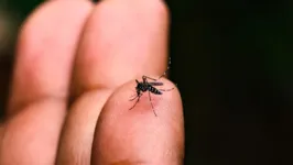 Dengue é causada pelo mosquito Aedes aegypti