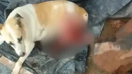 O animal foi ferido na coxa.