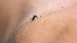 O mosquito Aedes aegypti acaba se adaptando aos ambientes.