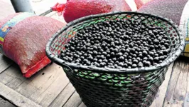 Paneiro do açaí está sendo vendido a R$ 200 reais, o que causa prejuízo a quem vive do fruto