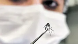 O mosquito Aedes aegypti é o que mais causa preocupação, por transmitir dengue, zika e chikungunya