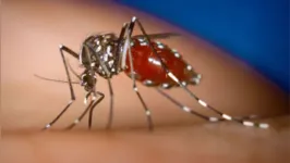 A dengue possui padrão sazonal, variando por região do país