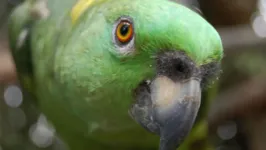 O patógeno da psitacose é mais comum em aves selvagens.