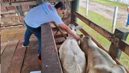 Produtor tem até o dia 15 de maio para comprovar a vacinação do rebanho em uma unidade da Adepará