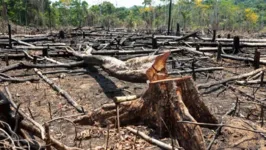 O desmatamento é um problema ambiental que se perpétua no Brasil