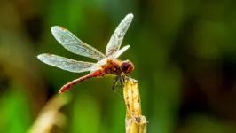 Em algumas regiões da Austrália, foi observado que as moscas andam, as mariposas rastejam