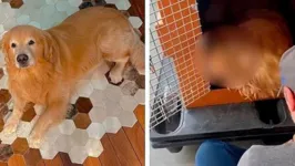 Joca, um cão da raça Golden Retriever, teria sido deixado dentro do canil, na pista, sob o sol