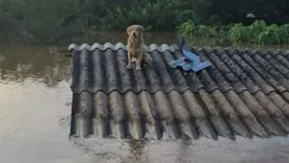 Pets de Belém podem ajudar os pets que foram atingidos pelas enchentes no Rio Grande do Sul