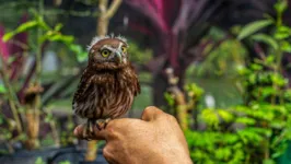 A coruja caburé é uma das novidades do parque