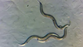 Para o estudo, a equipe analisou vermes da espécie Oscheius tipulae.