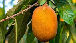 A fruta foi "domesticada" pelos indígenas do médio-alto Rio Negro há mais de 5 mil anos.