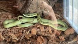 Cobras, jacarés, aves, jabutis e aranhas foram resgatados e entregues aos órgãos ambientais.