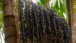 O açaí é uma das palmeiras mais tradicionais da Amazônia
