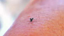 O Pará tem mais de 4 mil casos prováveis de dengue e campanha fará alerta à população para prevenir a doença