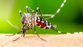 Mosquito da Dengue