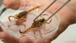 Imagem ilustrativa da notícia Chuvas aumentam risco de picada de escorpiões; saiba mais!