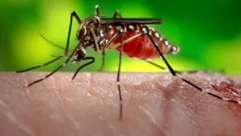 A febre amarela é uma doença transmitida por mosquitos, entre eles, o Aedes aegypti.