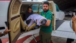 Filhote de peixe-boi foi trazido para Belém em aeronave do Graesp