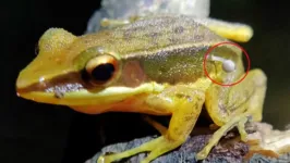 Sapo é fotografado com cogumelo brotando da pele, na Índia.