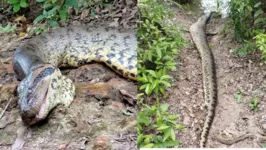 A cobra de cerca de 7 metros foi achada morta às margens de um rio