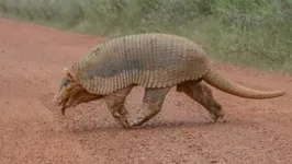 Tatu-canastra gigante foi avistado por fotógrafo em Minas Gerais