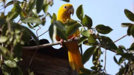 Até pouco tempo, as Ararajubas foram consideradas aves extintas nos arredores de Belém.
