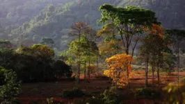 A política pública busca discutir importantes ações para o desenvolvimento ambiental no Pará.