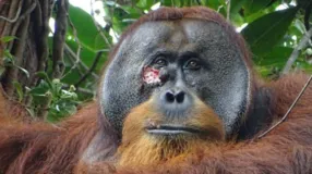 Orangotango chamado Rakus foi visto pela primeira vez usando plantas medicinais para curar ferida no rosto