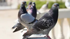 Os pombos são aves que possuem uma visão bastante sensível à luz do Sol.