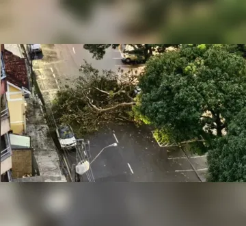 Imagem ilustrativa da imagem Mangueira cai e obstrui parte da rua Oswaldo Cruz em Belém