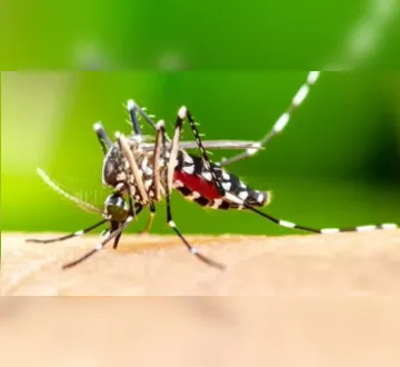 Imagem ilustrativa da imagem Série informará sobre as doenças tropicais negligenciadas