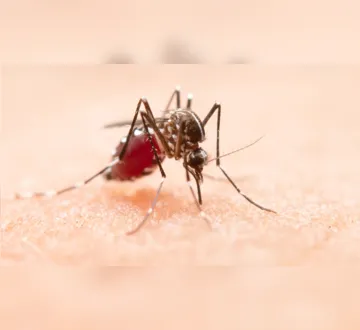 Imagem ilustrativa da imagem Epidemia de dengue no Brasil pode ser a pior da história