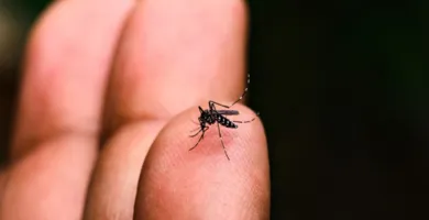 Imagem ilustrativa da imagem Brasil atinge 1,6 mil mortes por dengue