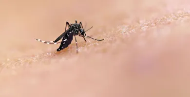Imagem ilustrativa da imagem Alerta! Crianças estão no grupo de risco da dengue