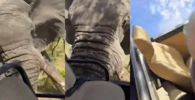 Imagem ilustrativa da imagem Vídeo: elefante mata turista de 79 anos em safari na África