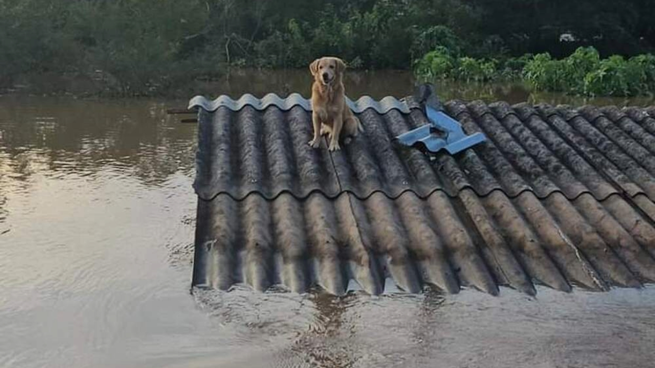 Mais de 10 mil animais foram resgatados nas enchentes do Rio Grande do Sul