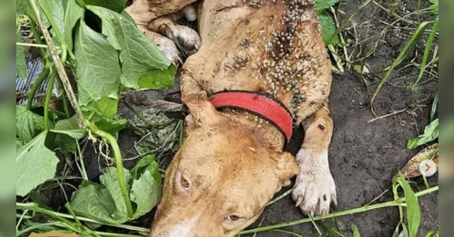 Imagem ilustrativa da notícia Homem é preso por abandonar cão amarrado para morrer
