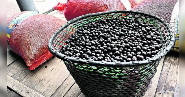 Imagem ilustrativa da notícia Alta nos preços do açaí preocupa quem vende e quem compra