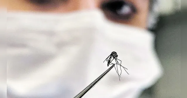 Imagem ilustrativa da notícia Período chuvoso aumenta a proliferação de mosquitos
