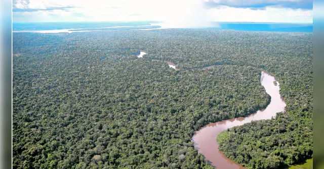 Imagem ilustrativa da notícia Pará e estados da Amazônia negociam créditos de carbono