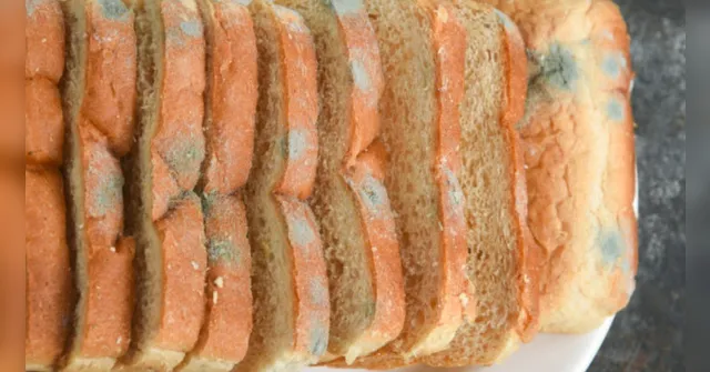 Imagem ilustrativa da notícia Comeu alimento com bolor? Saiba o que fazer