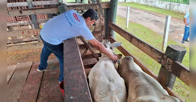 Imagem ilustrativa da notícia Pará encerra hoje campanha de vacinação contra febre aftosa 